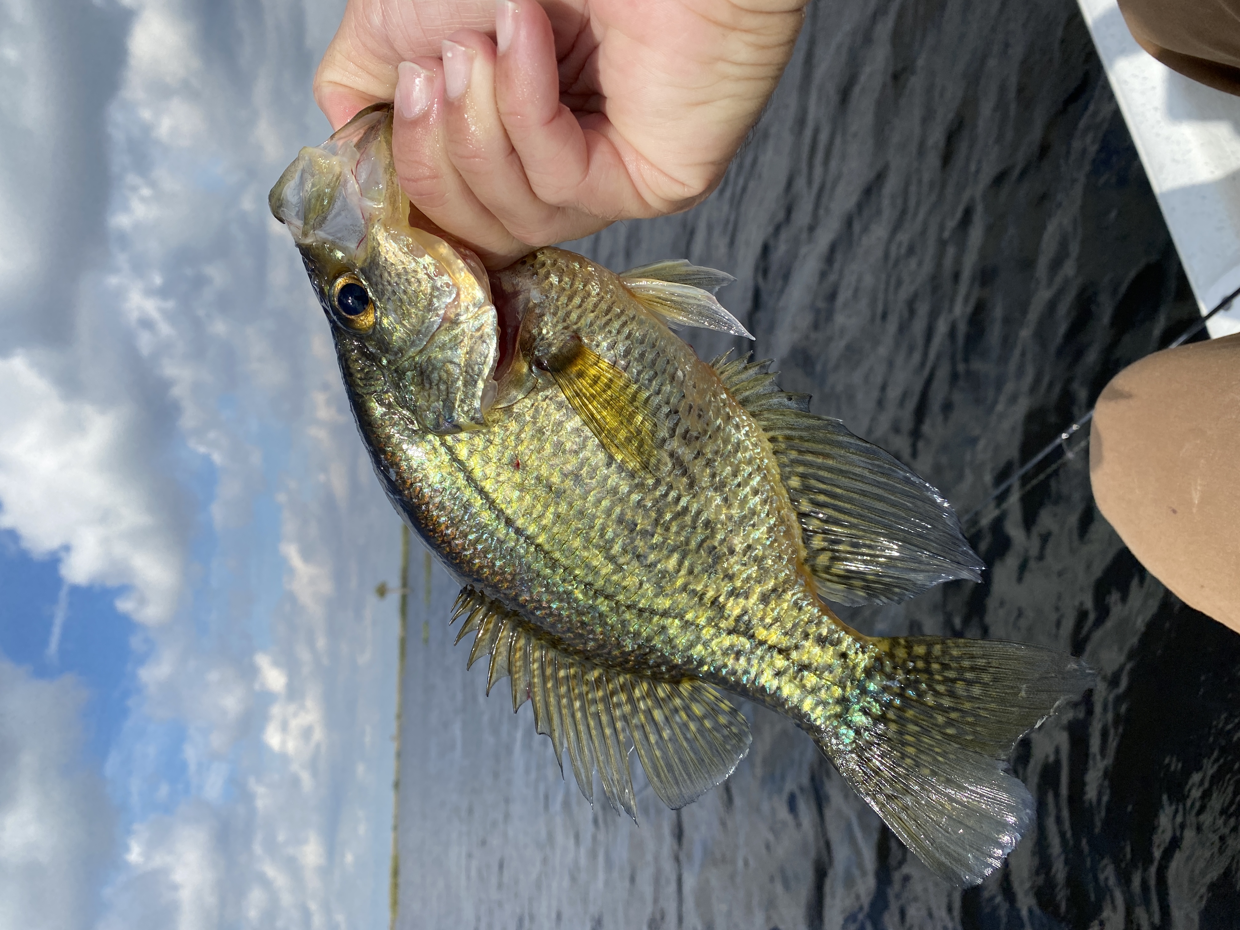 Black Crappie from Florida