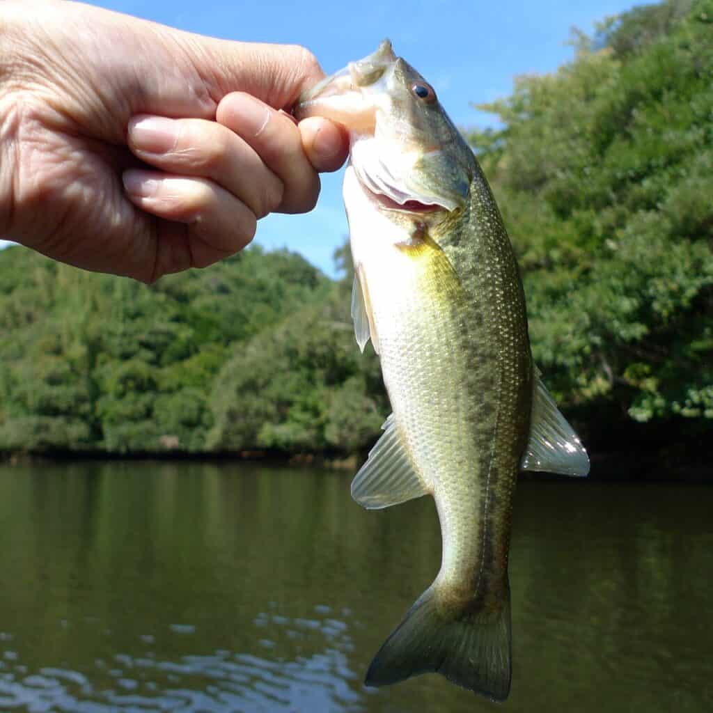 Small Largemouth Bass