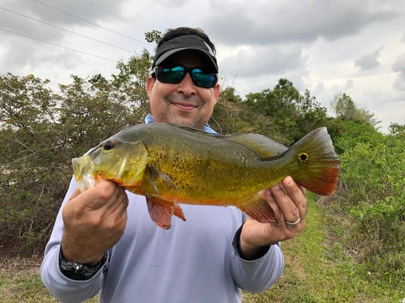 Butterfly Peacock Bass Invasive Fishing in Florida