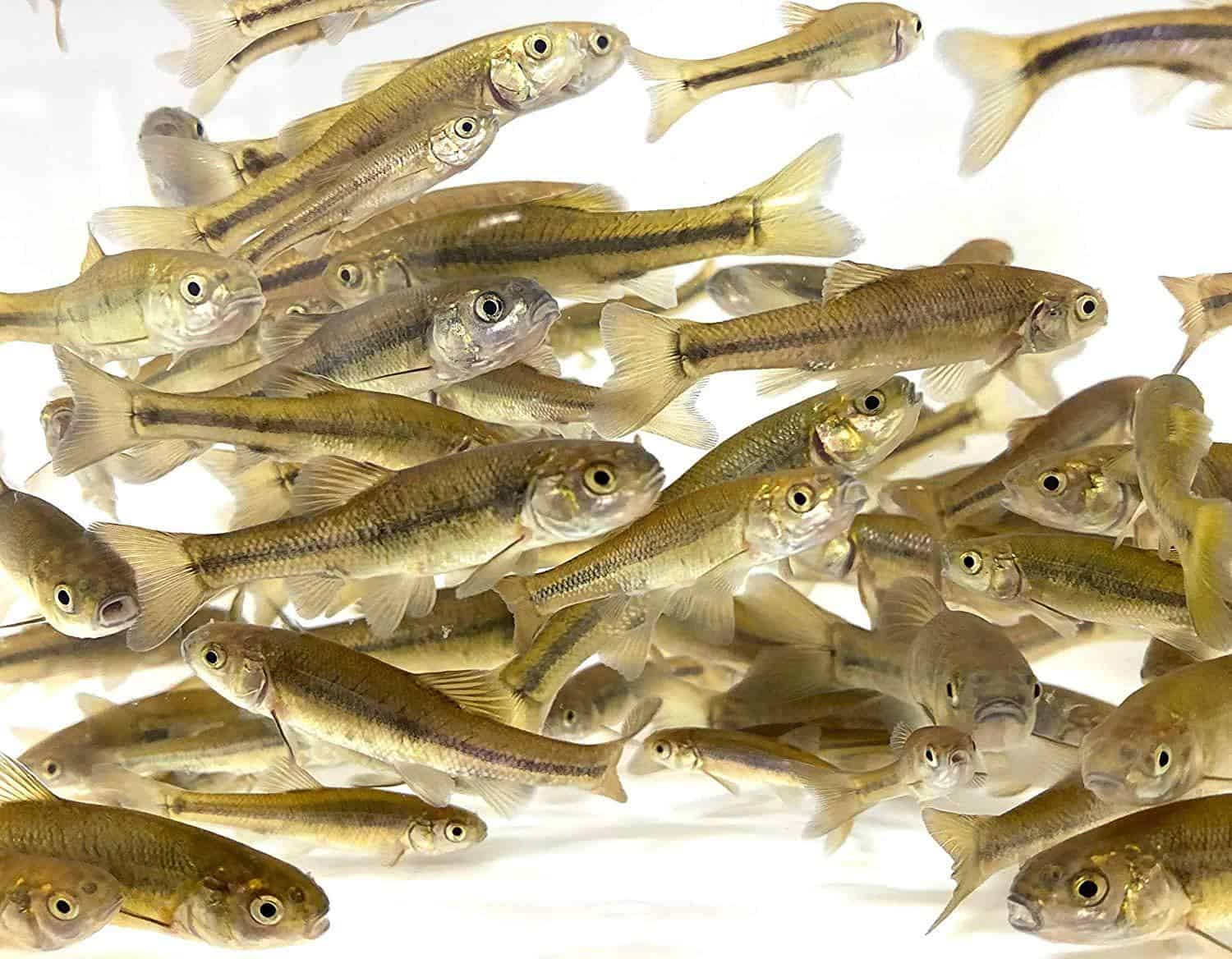 Domestic Minnows as Live bait for Crappie