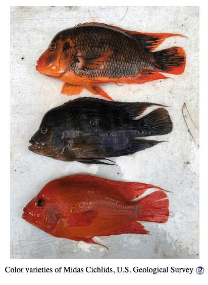 Types of Cichlid Fish