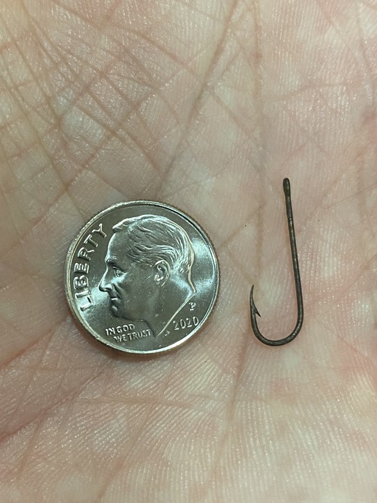 Wild Shiner hook size reference with Dime