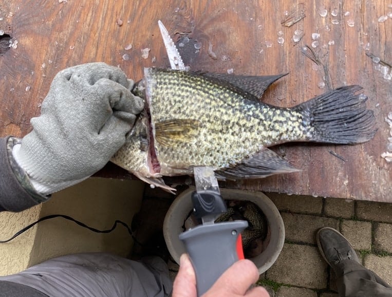 How To Fillet Crappie With An Electric Knife