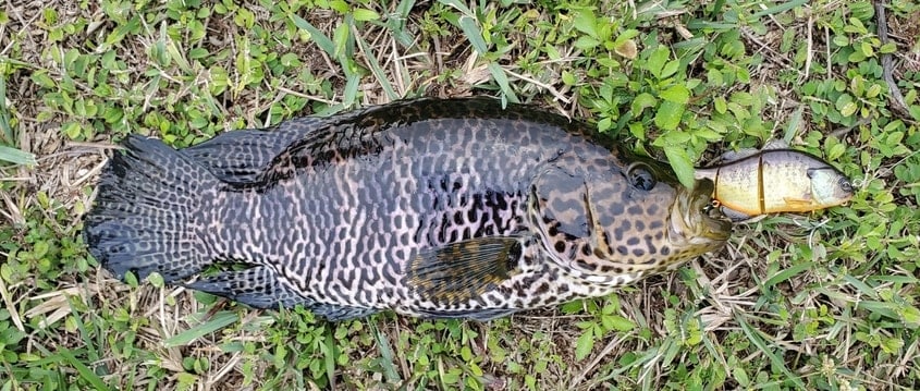 Jaguar Guapote Invasive Fishing in Florida