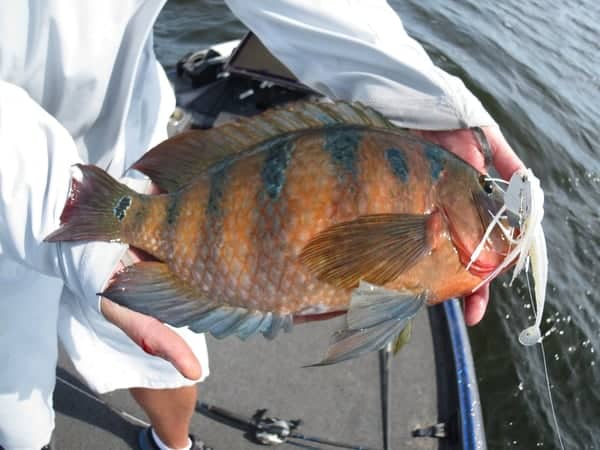 fishing-for-invasive-fish-in-florida-species-guide-tips-panfish