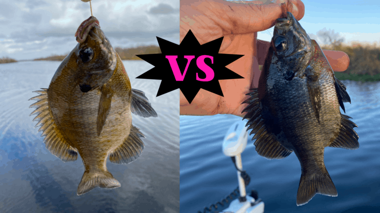 redbreast sunfish vs bluegill