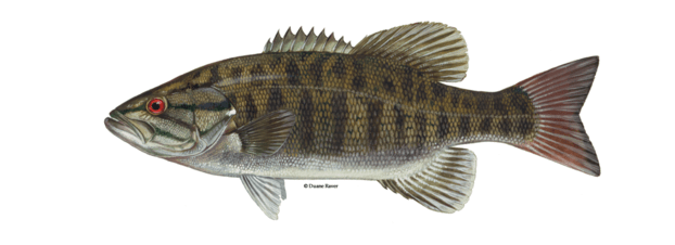 Smallmouth Bass Illustration