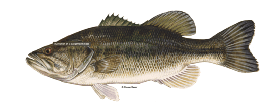 Largemouth Bass Illustration