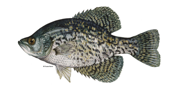 Black Crappie Illustration