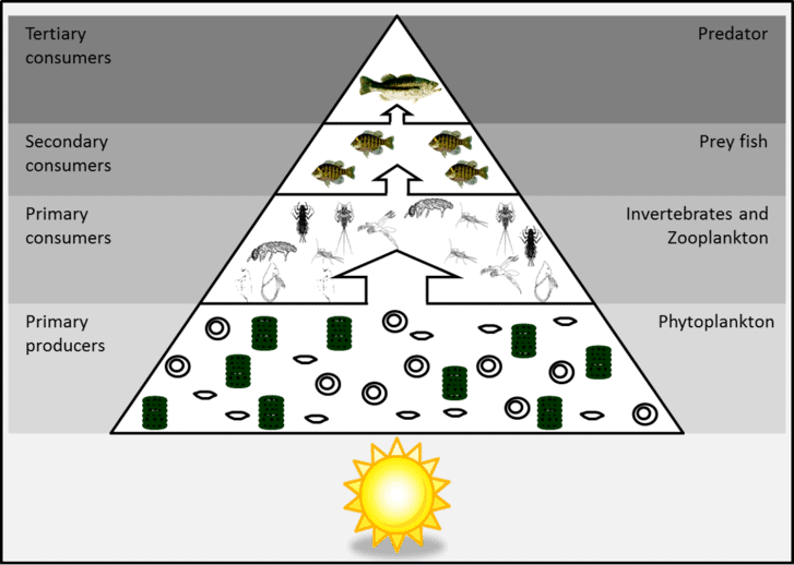 freshwater pond food chain diagram
