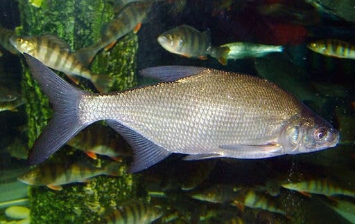 common european bream