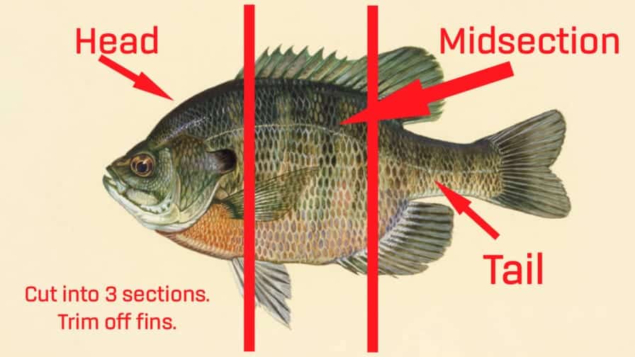 bluegill as cutbait for catfish