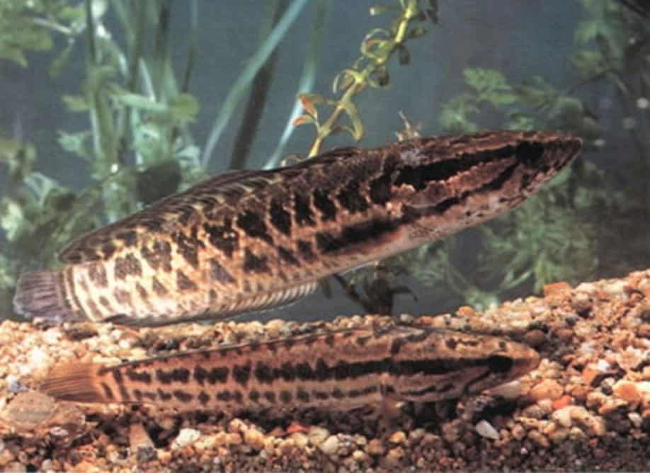 Blotched Snakehead