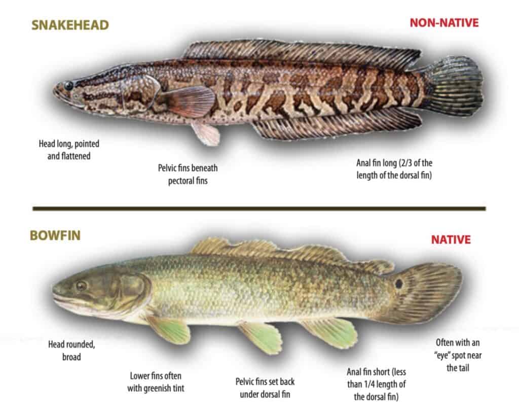 How to tell the difference between Snakehead and Bowfin