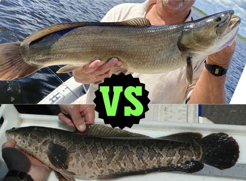 Bowfin vs Snakehead side by side