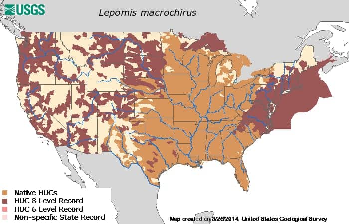 Bluegill distribution map 