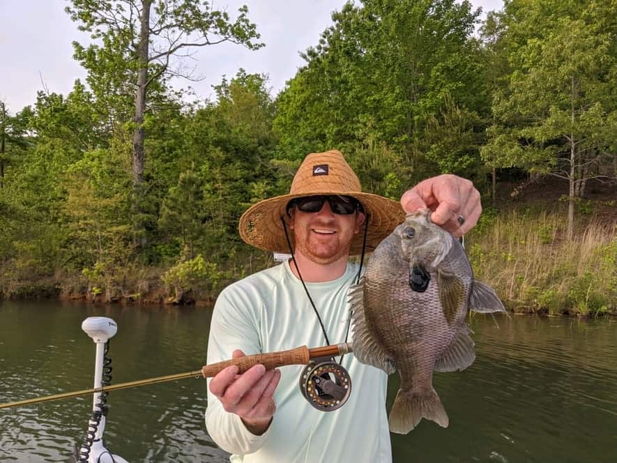 A mature spawning Bluegill 