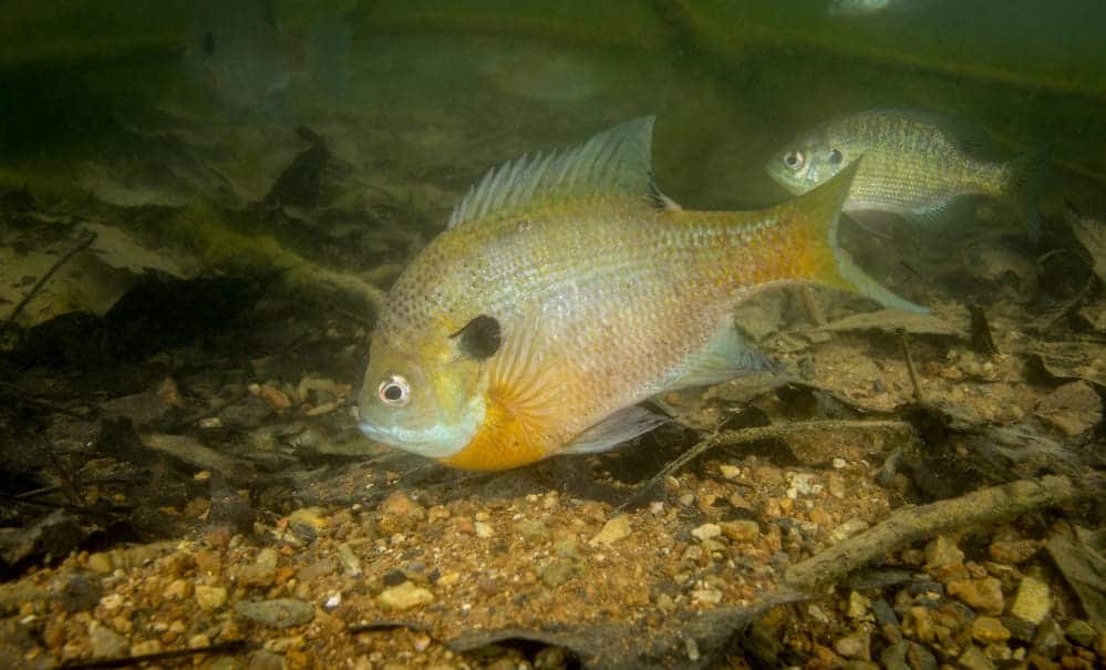 Bluegill Spawn- Temperature, Habitat, Biology and More. 