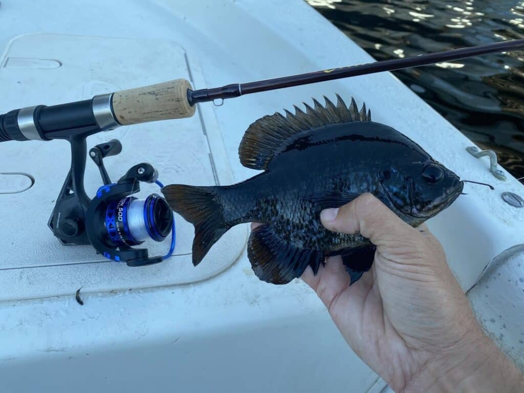 Bluegill caught on Ultralight setup with 4b test monofilament line.