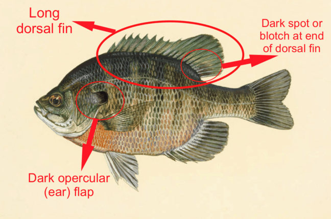 diagram how to identify a bluegill