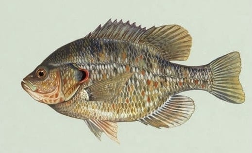 Shell Cracker Fish