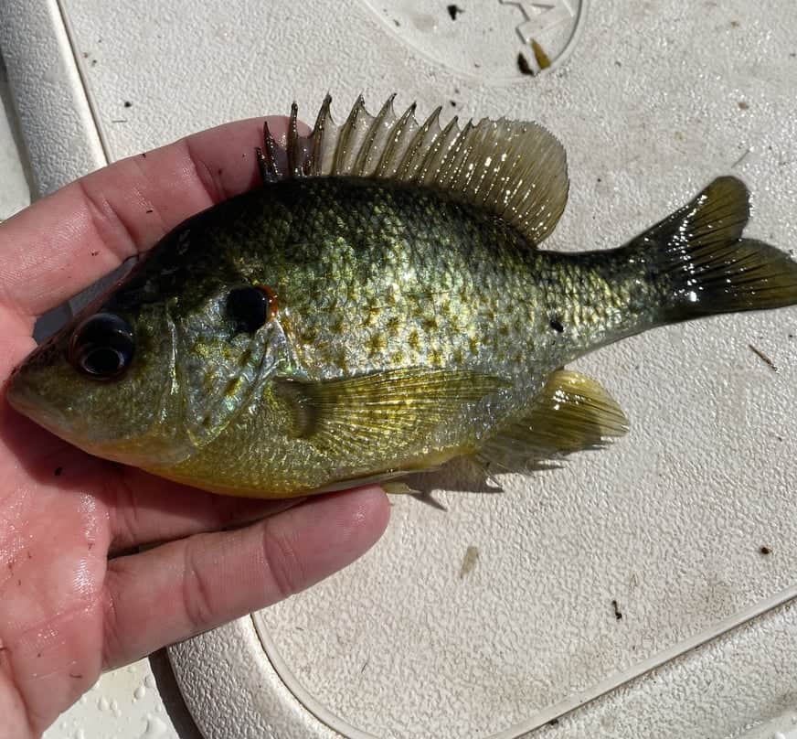 Juvenile Shellcracker