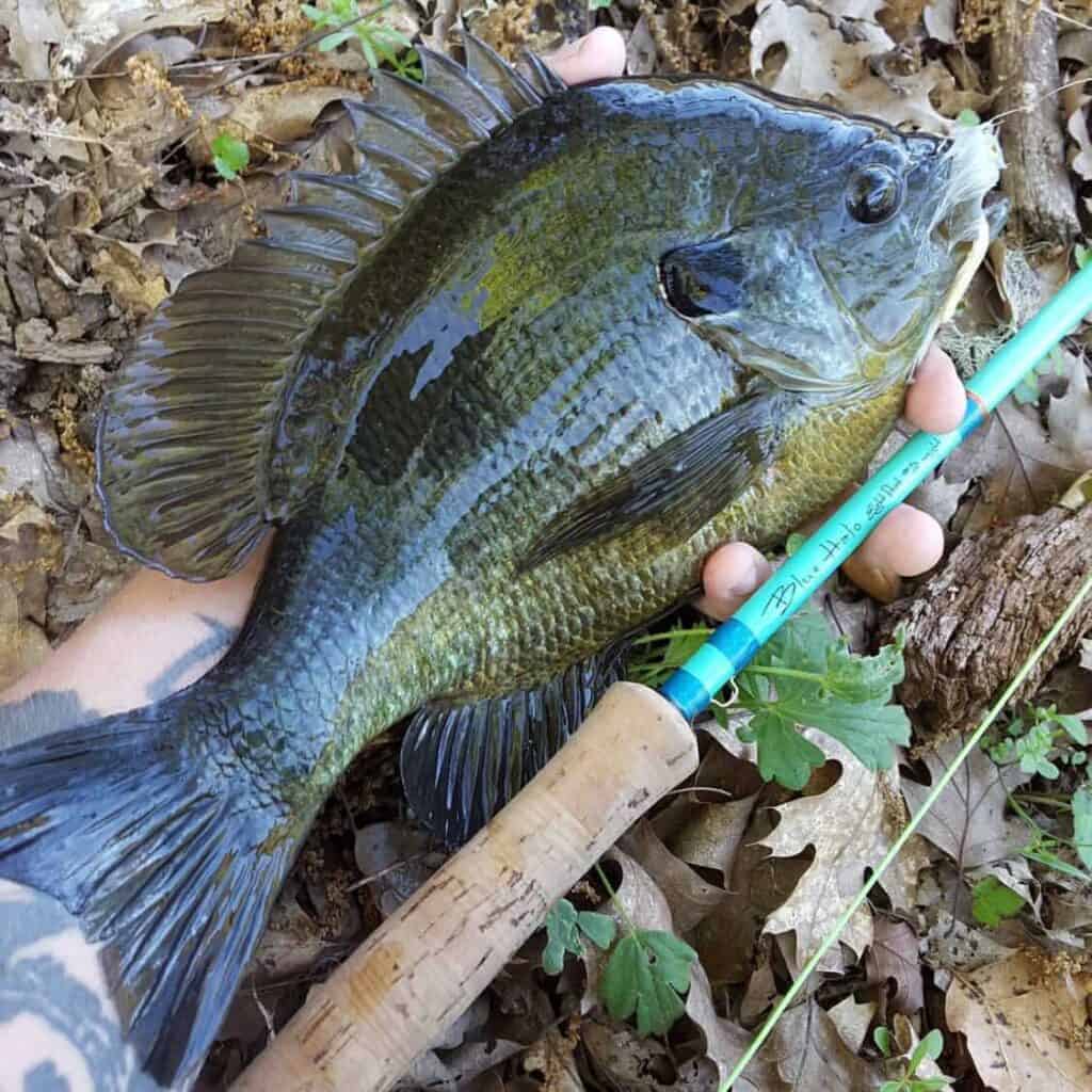 Can You Eat Bluegill? A Guide to Catch, Clean & Cook. • Panfish Nation