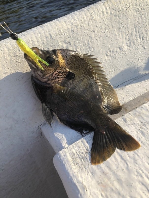 Bluegill caught on Johnson Beetle Spin Lure