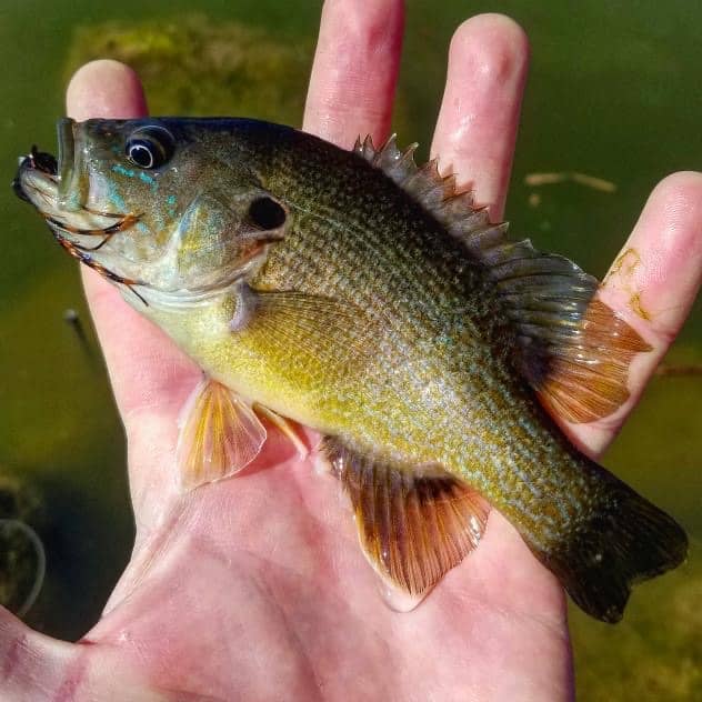 fishing planet oregon bluegill setup