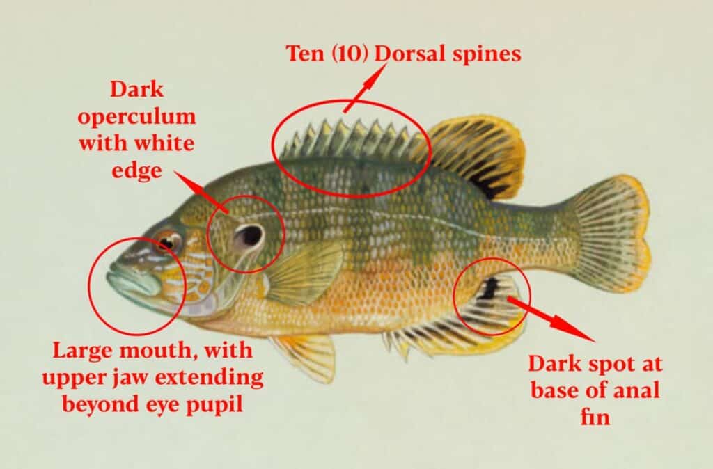 How to Identify a Green Sunfish