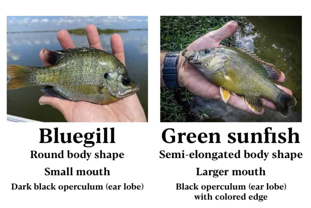 What is the difference between a bluegill and a green sunfish?