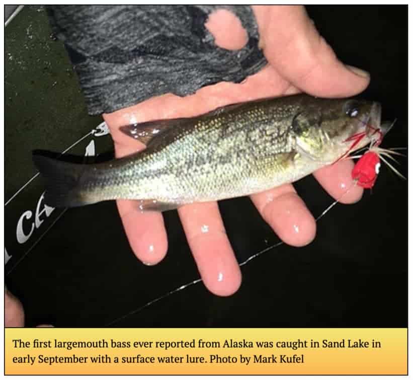 Largemouth Bass caught in Alaska