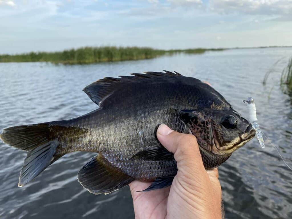 How To Hold A Bluegill
