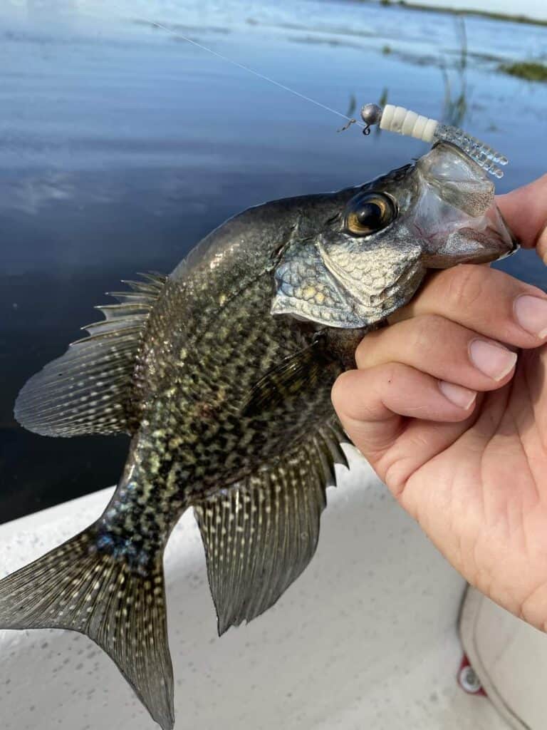 Black Crappie Caught on A Crappie Magnet Jig