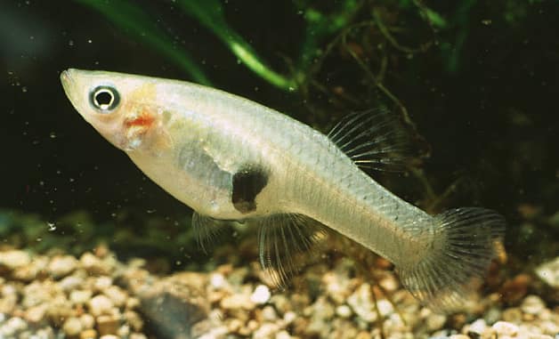 Mosquitofish as live bait for Crappie