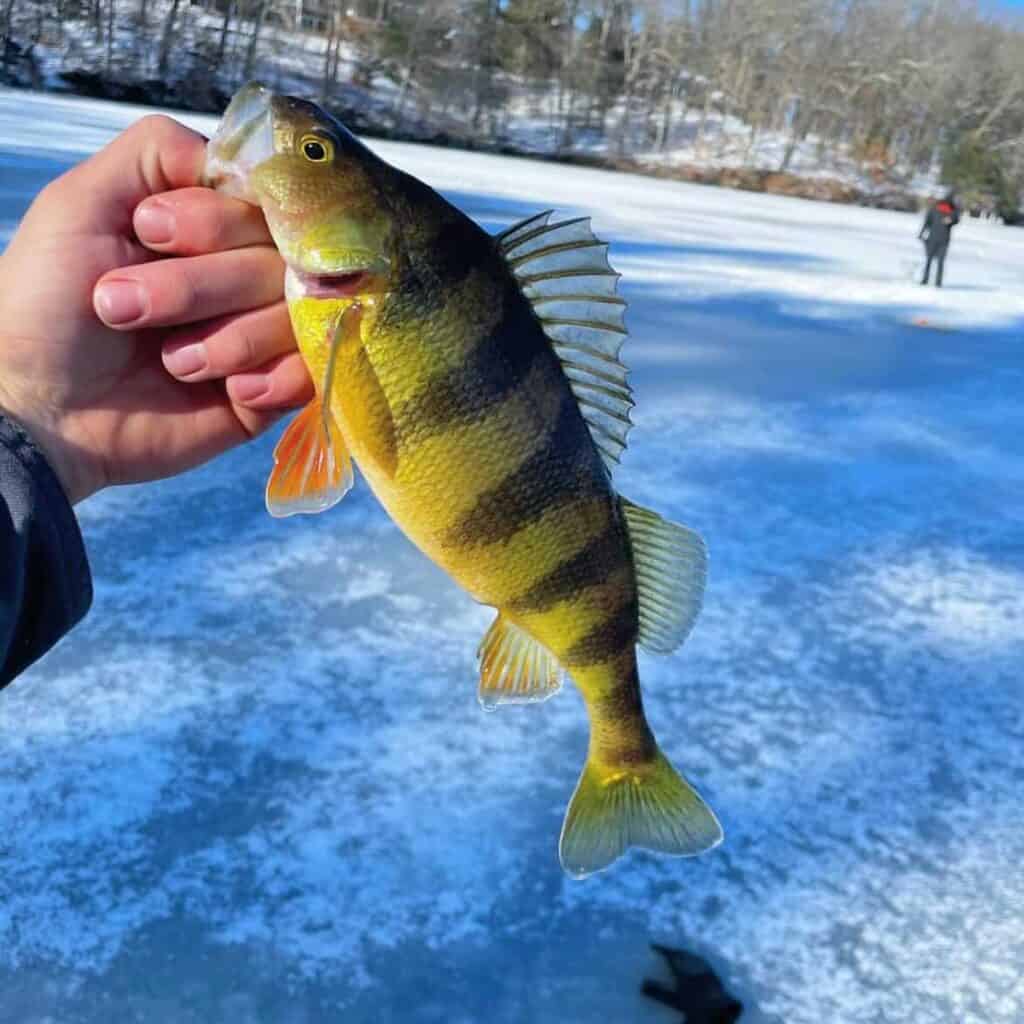 Yellow Perch Bait- Our Top 7 Choices to Catch More Fish!