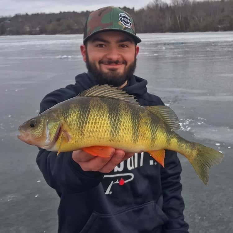 Yellow Perch Bait