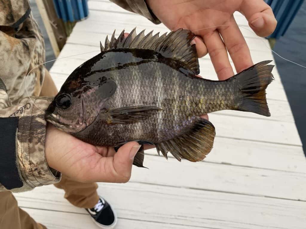 What Do Bluegill Eat?