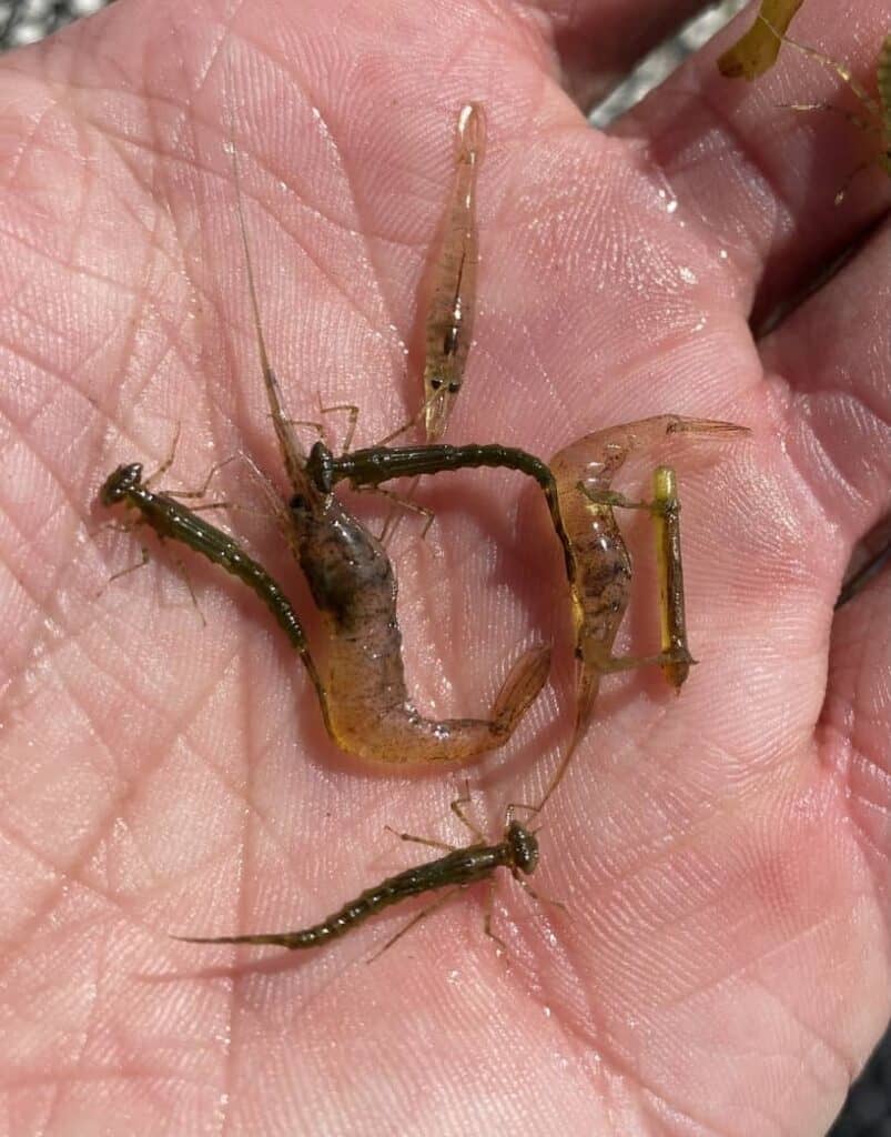 Freshwater Shrimp Ice Fishing Bait