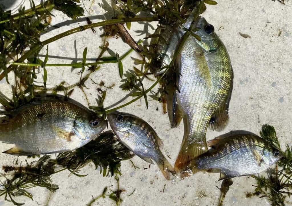 Baby Bluegill