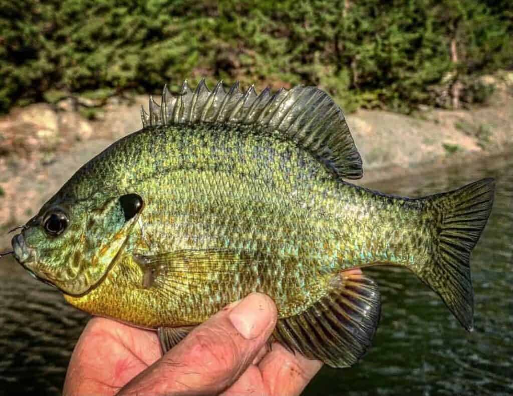 Hybrid Bluegill vs Bluegill - Revealing Differences