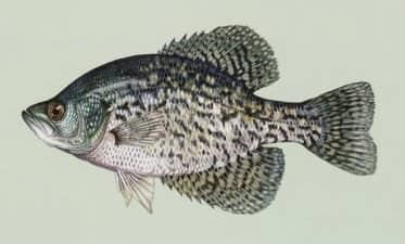 Black Crappie