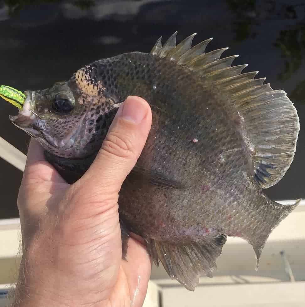 Large Coppernose Bluegill