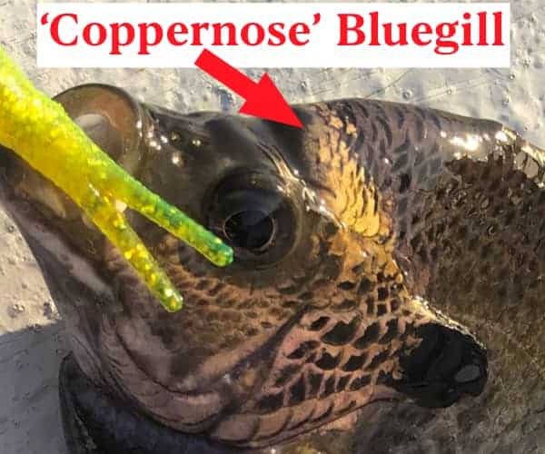 Coppernose Bluegill