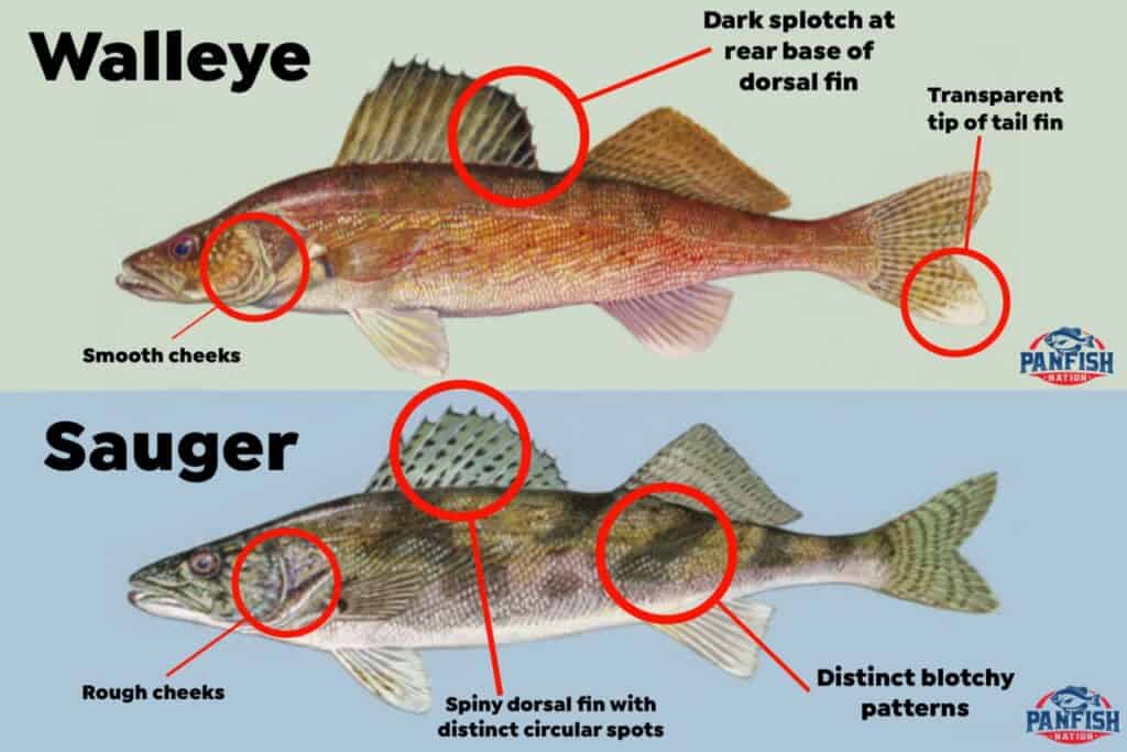 Sauger vs Walleye