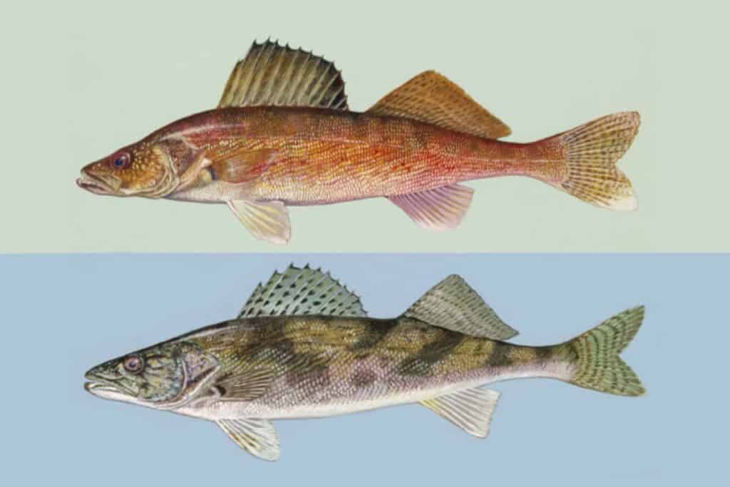 Sauger vs Walleye - Learn the Differences and Catch More!