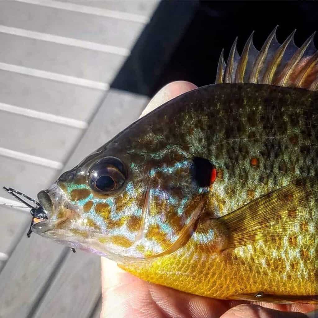 Pumpkinseed panfish