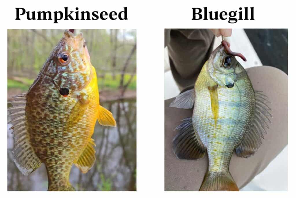 Pumpkinseed vs Bluegill