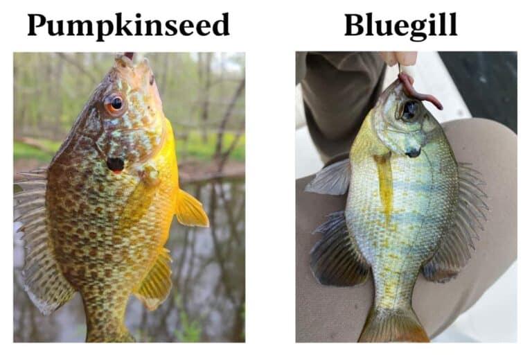 pumpkinseed-fish-faq-everything-you-need-to-know-panfish-nation