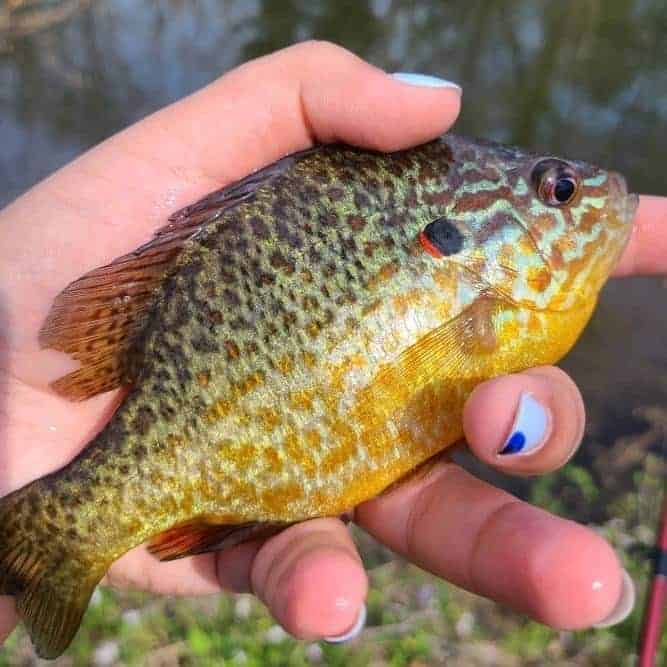 Pumpkinseed fish 